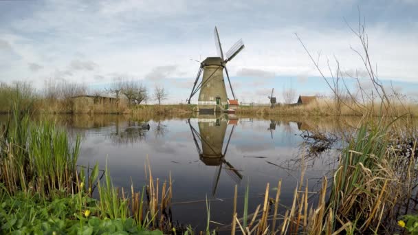 Holländische Windmühle Kinderdijk Spiegelt Sich Wasser Moorhuhn Schwimmt Mit — Stockvideo