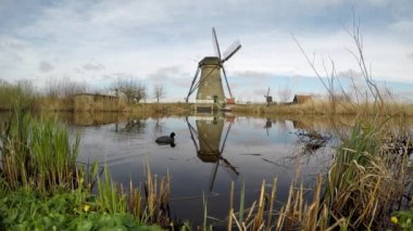 Kinderdijk 'teki Hollanda yel değirmeni suya yansıyor. Moorhen yakınlarda yüzer..