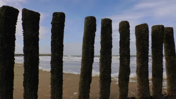 Houten Palen Zeeland Zijn Erosie Van Kust Voorkomen — Stockvideo