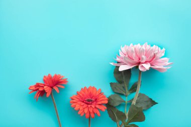 Fotokopi alanı olan mavi arkaplandaki çiçek. Düz katman. feminen kavramlar. dizayn. Minimalist biçim