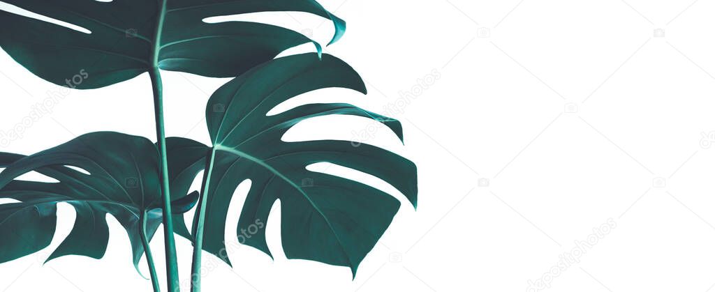Selective focus of monstera leaves (leaf) on white color for decorating composition design background.Tropical,botanical nature pattern.close up