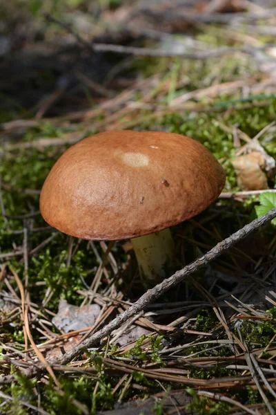 Champignon Dans Clairière Près Rivière Bug Sud — Photo