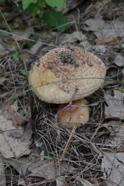 Güney Bug Nehri yakınlarındaki ormandaki mantarlar