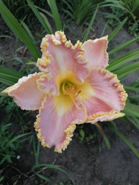 Sarı kenarlı, büyük, güzel pembe bir çiçek.