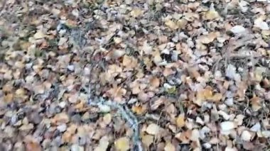Sonbahar ormanında yaprakların arasında yürü, tepeden aşağıya doğru adımlara dikkat et.