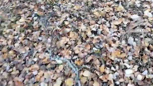 Прогулка Листьям Осеннего Леса Смотреть Ступеньки Сверху Вниз Листьям — стоковое видео