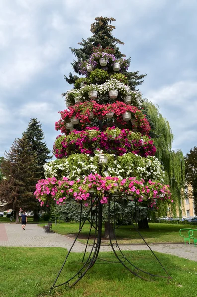 Többszintű Virágágyás Gyönyörű Sokszínű Virágokkal Ternopil Központjában Nyugat Ukrajnában — Stock Fotó