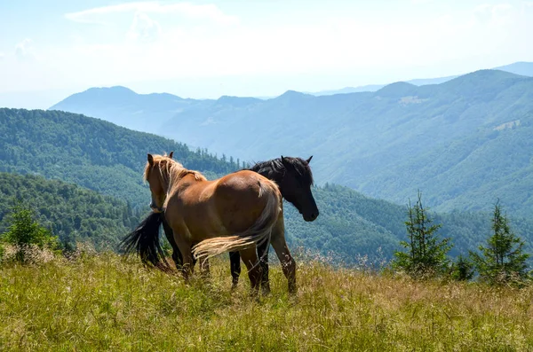 İki at, bir bronz tenli ve bir siyah, çimenli bir tepede duruyor. Sırtları kameraya dönük, göz kamaştırıcı bir dağ silsilesine bakıyorlar.