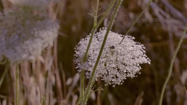 Bílá Rostlina Květina Které Pohybují Jemně Důsledku Působení Vánku Úsvitu — Stock video