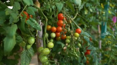 Bahçede sopayla yetişen ve toplanmak üzere olgunlaşan kiraz domates manzarası.