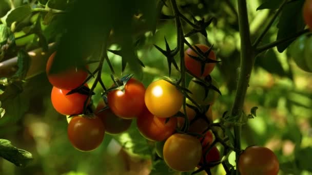 Scène Van Kerstomaten Een Tuin Gekweekte Zonnetak Met Riet Het — Stockvideo