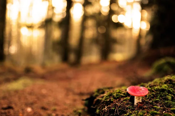 Mantar (amanita muscaria) bir sonbahar sezonunda İskoç ormanının ortasında yolun bir tarafında