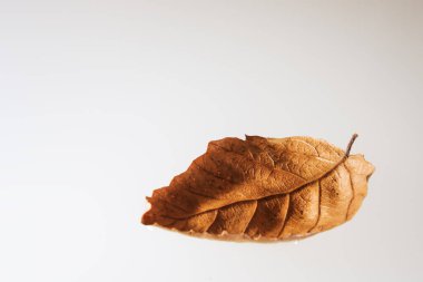 Suda yüzen bırak