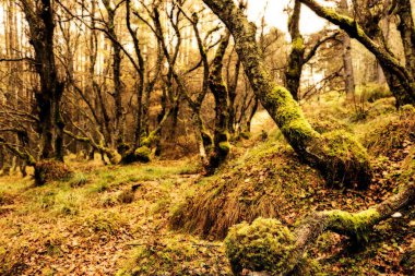 Güzel sonbahar İskoç renk ormanları