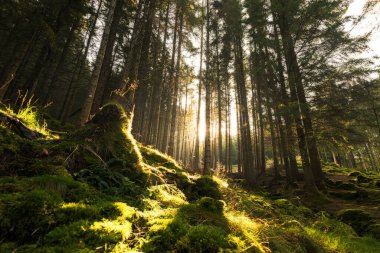 Sabah ilk ışıkla birlikte yeşil orman