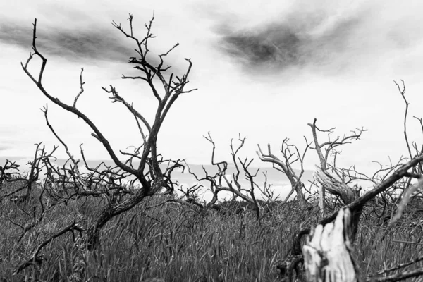 Sahile Yakın Bir Tarlada Kuru Ağaçlar — Stok fotoğraf