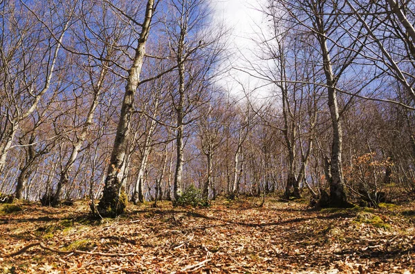 Kuru sonbahar ormanı Mavi gökyüzü ve bulut