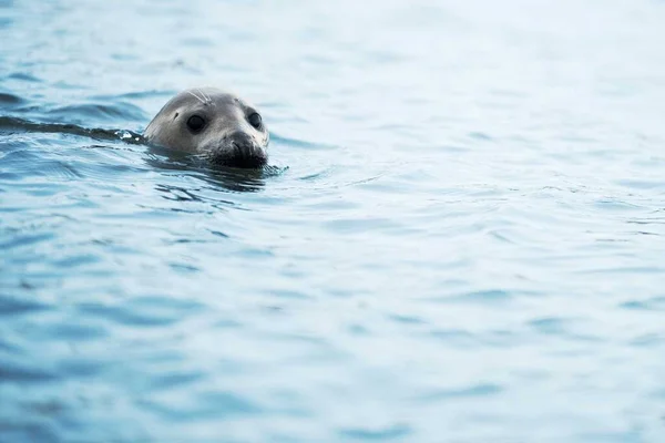 Phoque Sauvage Gros Plan Dans Eau Observant Tout — Photo