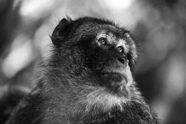 Singe Gibraltar Adulte Sur Arbre — Photo