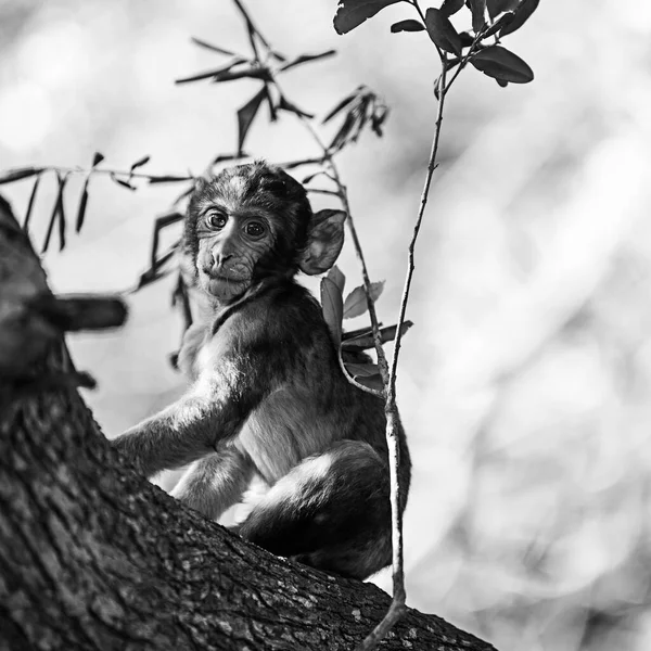 Mladá Gibraltar Opice Dívá Kameru — Stock fotografie