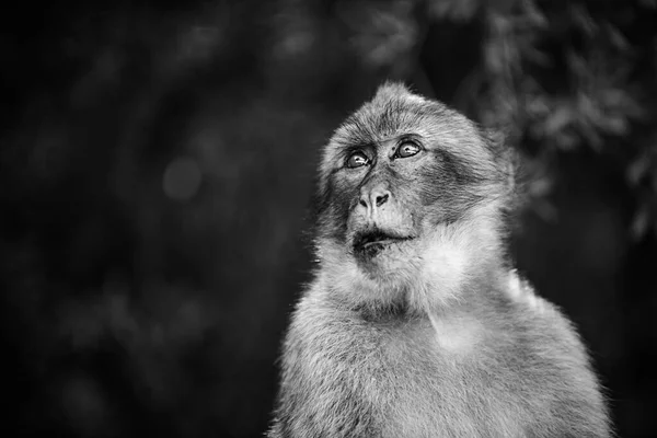 Macaco Gibraltar Adulto Uma Árvore — Fotografia de Stock