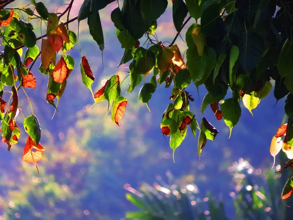 Landschaft Von Altem Baum Mit Fresh Und Alten Blauchen — Stockfoto