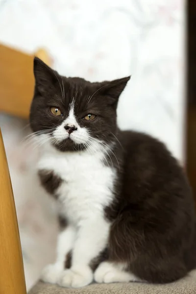 Vacker ung kattunge brittisk ras i svart och vit färg hemma. En sällskapsdjur. — Stockfoto