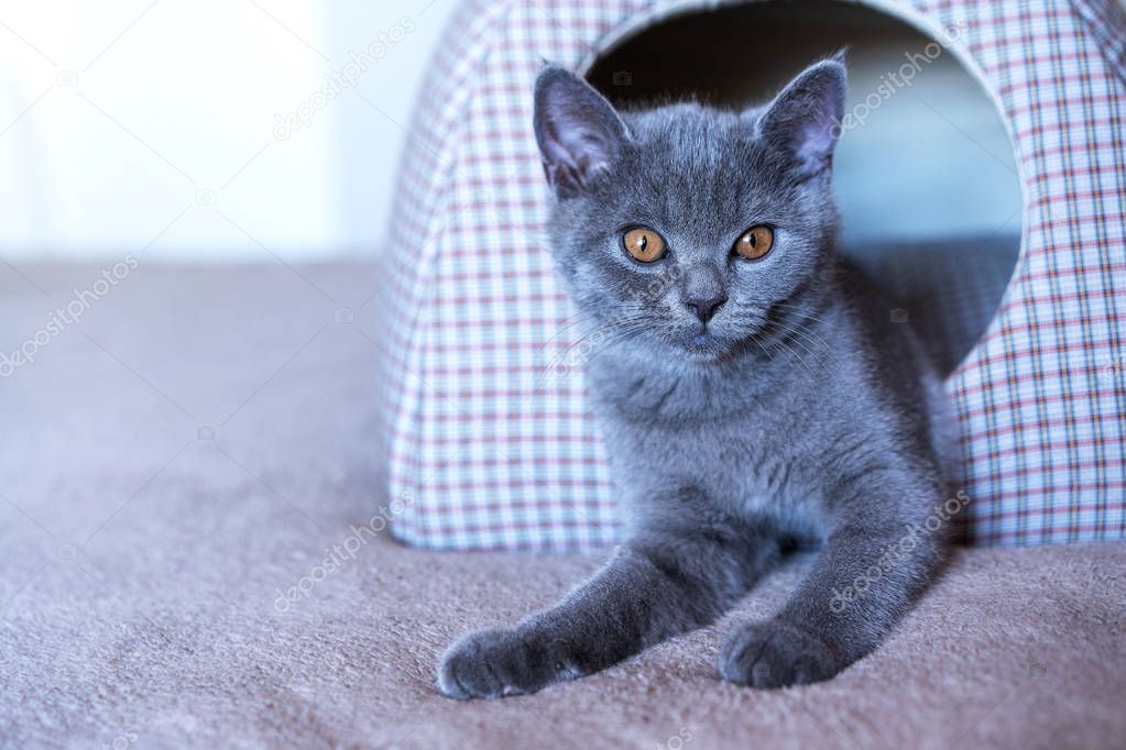 Cute gray Scottish breed kitten is sitting in a fabric soft house