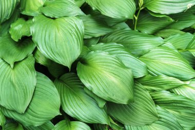 Yeşil taze yeşillik. Doğa yaz bahçe konsepti.