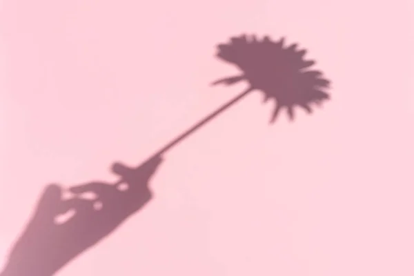 Horní pohled na stín přelité ženskou rukou s květinou na růžovém pozadí. — Stock fotografie