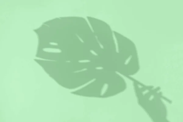 Sombra de hortelã verde de monstera no papel. Abstração. Foto sem foco — Fotografia de Stock