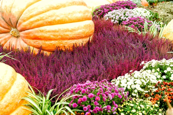 Large pumpkins, heather, beautiful autumn flowers decor for the harvest festival. Fertility and fertility concept