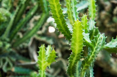 Kaktüs Bahçe. Tayland