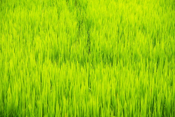 水田に緑のイネ葉のソフト フォーカス — ストック写真