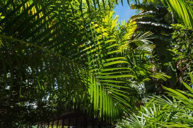 Yarı saydam ağaç yaprak üzerinde güneş ışığı güneşli gün yaz. Tayland