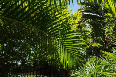 Yarı saydam ağaç yaprak üzerinde güneş ışığı güneşli gün yaz. Tayland