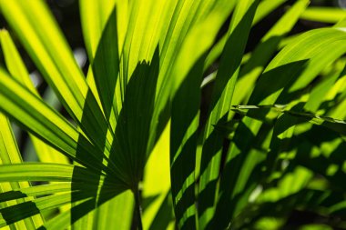 Yarı saydam ağaç yaprak üzerinde güneş ışığı güneşli gün yaz. Tayland