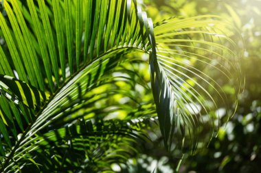 Yarı saydam ağaç yaprak üzerinde güneş ışığı güneşli gün yaz. Tayland