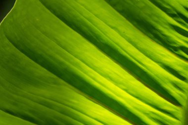 Yarı saydam ağaç yaprak üzerinde güneş ışığı güneşli gün yaz. Tayland