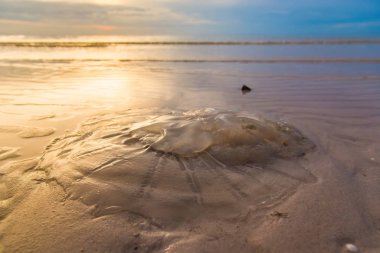 Sabah zaman sahilde deniz anası. Tayland