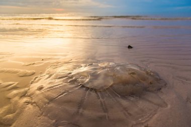 Sabah zaman sahilde deniz anası. Tayland