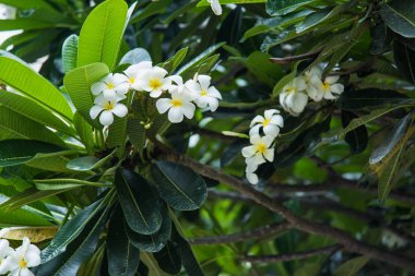 Beyaz Plumeria ya da Frangipani. Bahçedeki beyaz Plumeria çiçeklerinin tatlı kokusu.