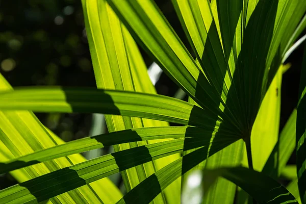 Hojas Árboles Translúcidos Sol Verano Día Soleado Tailandia — Foto de Stock