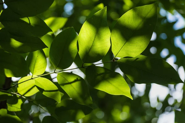 Průsvitné Strom Listy Slunci Letní Slunečný Den Thajsko — Stock fotografie