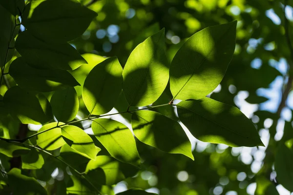 Průsvitné Strom Listy Slunci Letní Slunečný Den Thajsko — Stock fotografie