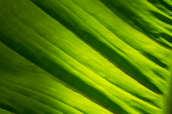 Genomskinliga Löv Solljus Solig Sommardag Thailand — Stockfoto