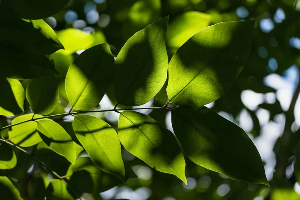 Hojas Árboles Translúcidos Sol Verano Día Soleado Tailandia —  Fotos de Stock