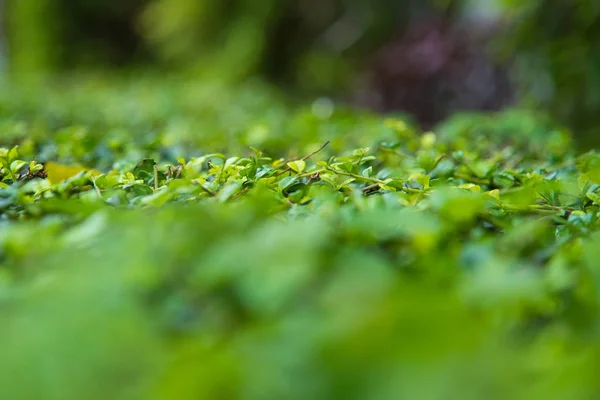 Closeup Přirozený Pohled Zelených Listů Kopie Prostoru Pomocí Jako Přírodní — Stock fotografie