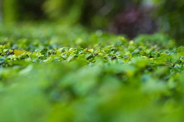 Closeup Vista Natural Folha Verde Com Espaço Cópia Usando Como — Fotografia de Stock