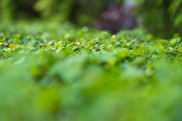 Closeup Přirozený Pohled Zelených Listů Kopie Prostoru Pomocí Jako Přírodní — Stock fotografie